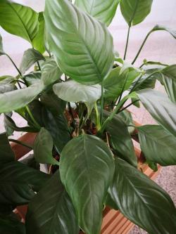 Sadnice - sobne biljke: Aglaonema modestum - zelena